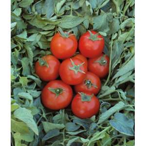 Топспорт F1 - семена томата детерминантного, 1000шт, Bejo (Бейо), Голландия фото, цена